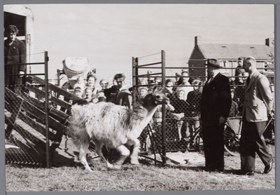 WAT001002769 De aankomst van een aantal lama's in het hertenkamp in 1956.In aanwezigheid van de wethouders Lansdaal (l) ...
