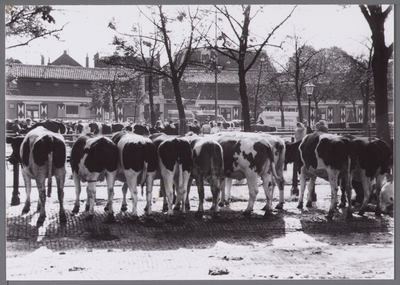 WAT001003405 Koemarkt. Op de kop van de koemarkt verhandelde men al sinds 1612 koeien, ossen, paarden, varkens en ...