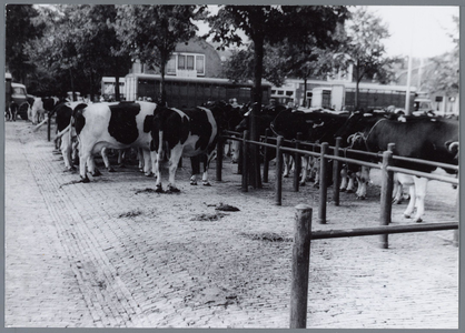 WAT001004932 Koeienmarkt te Purmerend. Op de kop van de koemarkt verhandelde men al sinds 1612 koeien, ossen, paarden, ...
