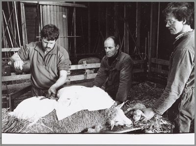 WAT001014083 Veearts Dick Bouwman uit Landsmeer voert een keizersnede uit bij een schaap. De boeren Jacob en Henny de ...