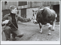 WAT001016454 Foto: Teun Scheringa met spierbundel Peter. De ruim duizend kilo wegende stier brak een record bij de ...