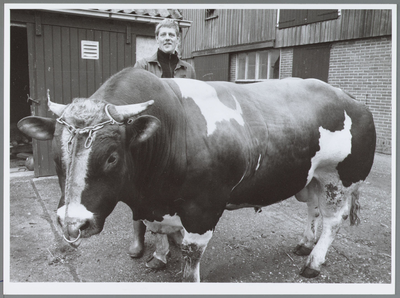 WAT001016455 Foto: Teun Scheringa met spierbundel Peter. De ruim duizend kilo wegende stier brak een record bij de ...