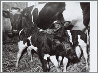 WAT001016482 2 Kalfjes geboren op kinderboerderij de Ridder 