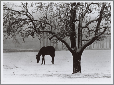 WAT001016485 Paarden in de sneeuw.