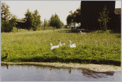 WAT001019738 Drie ganzen gaan heerlijk zwemmen.