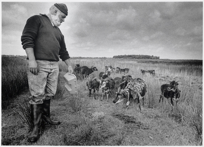 WAT003003841 Noordhollands Landschapsbeheerder Nico Dekker met een koppel schapen in het Ilperveld.