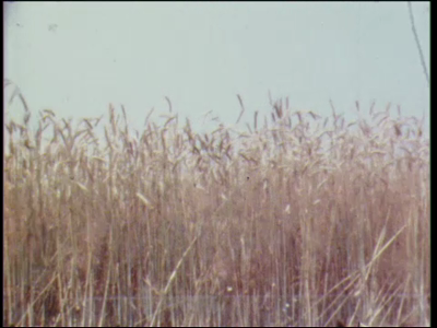 11504BB02359 Oogstfeest Stöppelhaene in Raalte.In volgorde van vertoning:Op het veld wordt de rogge met de hand gemaaid ...