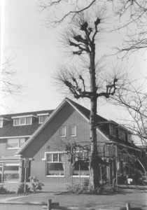 18024 Een lindeboom in drie delen gesnoeid. Het restaurant is hiernaar vernoemd., 01-03-2001