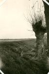 223-024 Zomer-dijk met links een weiland met bloemen