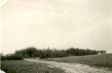 223-026 Hakhout op een zandige top, rogge daaronder