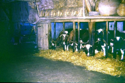 1688 Koeien op stal