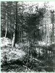 1095-14-341 Moerasje bij het Kienven
