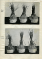 9-0003 Foto's diverse onderzoeken , 1927-1951
