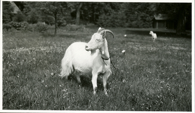 20-0065 Geiten op landgoed Mariëndaal, 1930