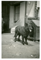 14-0019 Hond voor het hondenhok, 1925