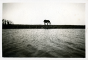 14-0123 Paard op een dijk, 1925