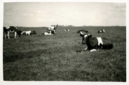 14-0128 Koeien in een weiland, 1925