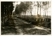 14-0186 Zandweg met bomen, 1926
