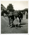 14-0195 Henriëtte met een paard, 1926