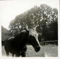 19-0023 Paard in de wei, 1930