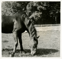 19-0024 Paard in de wei, 1930