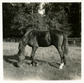 19-0025 Paard in de wei, 1930