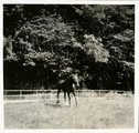 19-0026 Paard in de wei, 1930