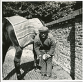 19-0028 Paard bij de hoefsmid, 1930