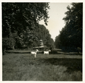 19-0044 Twee geiten in de tuin van huis Mariëndaal, 1930