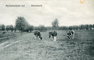 19-0051 Weide op landgoed Mariëndaal, 1930