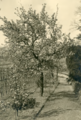 20-0037 Fruitbomen in bloei, 1930