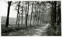 20-0060 Laan op landgoed Mariëndaal, 1930