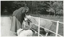 20-0062 Henriëtte van Eck bij schapen, 1930