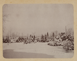 1618-0001-01 Bomen in de sneeuw, ca. 1905