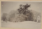 1618-0001-02 Bomen in de sneeuw, ca. 1905