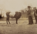 1620-0073 Justine van Heeckeren van Kell (1844-1934) met een knecht en een koe bij het huis Bingerden, ca. 1900