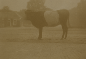 1620-0074 Een koe bij het huis Bingerden, ca. 1900
