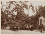 1624-0360 Een omgevallen boomstam in de Dorpsstraat van Ruurlo ter hoogte van Hotel Avenarius, 05-06-1912