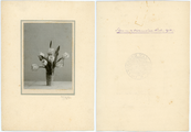 293 Tulpen van het Westerzand onder Havelte (Uffelte), 1912