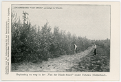 442-0001 Beplanting en weg in het Van der Hucht-bosch onder Uchelen (Gelderland), 1908