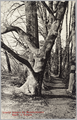 1573 Laantje boomen bij Monnikenhuisen Omstr. v. Arnhem, ca. 1910