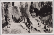 2557 De Unieke tijgervallei met Bengaalsche Tijgers in Burgers' Natuur-Dierenpark, Arnhem, 1939-08-07