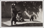 2562 Bruine beren in Burgers' Natuur-Dierenpark te Arnhem, 1950-07-25