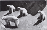 2566 IJsberen in Burgers Natuur-Dierenpark te Arnhem, ca. 1935