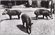 2568 Familie Zuid-Amer. tapirs, ca. 1935