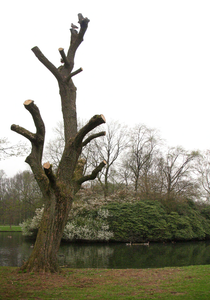 11827 Park Presikhaaf, 2013-04-26