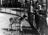 13899 Sonsbeek , 1920