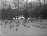 2123 Arnhem Burgers Dierenpark, 1936
