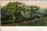 1298 Wodan's eik bij Wolfheze, 1900-1905