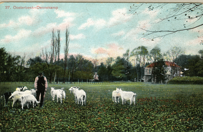 1827 Oosterbeek Dennenkamp, 1900-1904